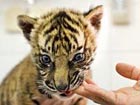 Tiger cubs born in Indonesia breeding center