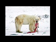 A male polar bear carries the head of a polar bear cub it killed and cannibalized in an area about 300 km (186 miles) north of the Canadian town of Churchill in this picture taken Nov. 20, 2009. Climate change has turned some polar bears into cannibals as global warming melts their Arctic ice hunting grounds, reducing the polar bear population, according to a US-led global scientific study on the impacts of climate change. [China Daily/CHIPP Organizing Committee] 