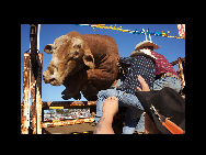 A cowboy is struggling to keep a bull in the chute as it attempts to escape before a race during the Novice Bull Riding Event of the Branxton Rodeo at Branxton, New South Wales, Australia, October 17, 2009. [China Daily/CHIPP Organizing Committee]