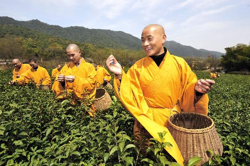 Monks pick 'zen tea' at a tea garden in Fajing Buddha Temple in Hangzhou, capital of east China's Zhejiang Province, March 25, 2010. 