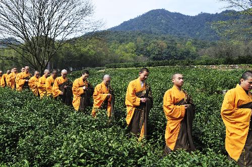 Monks hold a 'cleaning' ceremony at a tea garden in Fajing Buddha Temple in Hangzhou, capital of east China's Zhejiang Province, March 25, 2010. 