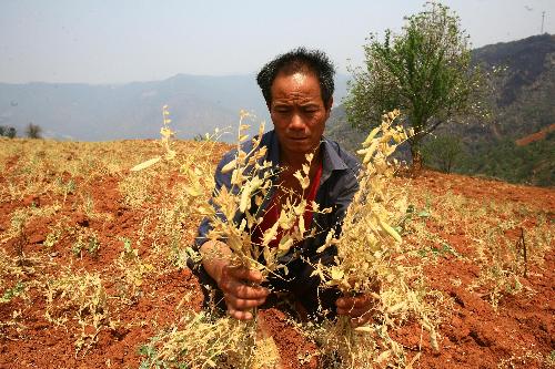 A local farmer looks at dying crop in the field in Shihuitang village of Shiping County, southwest China's Yunnan Province, March 24, 2010. The sustaining severe drought ravaged this region since last October and made no harvest of crops. [Xinhua]