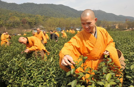 Monks collect tea leaves on the outskirts of Hangzhou, east China's Zhejiang province March 25, 2010. [Photo/Xinhua]
