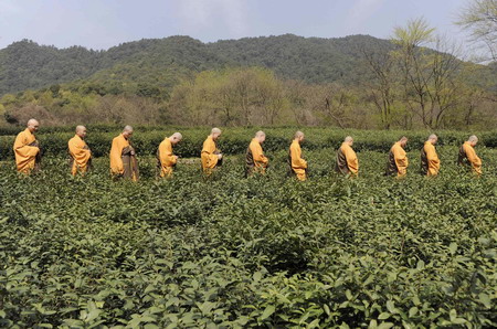 Buddhist monks walk amidst tea bushes during a ceremongy before tea collecting, on the outskirts of Hangzhou, east China's Zhejiang province March 25, 2010. Changeable weather, heavy rain and snow have made Hangzhou's famous Dragon Well (Longjing) tea more costly as the harvest will be smaller, local media reported.[Agencies]