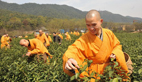 Monks collect tea in Hangzhou