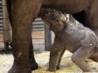 Baby elephant revives in Australia