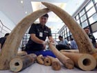 Trade triumphs over wildlife at UN wildlife conference