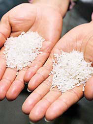 A scientist holds GM rice in his left hand and natural Heilongjiang rice in his right. [PROVIDED TO CHINA DAILY]