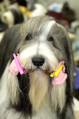 A Bearded Collie waits during the Eurasia 2010 dogshow in Moscow, March 28, 2010. [Xinhua/Reuters]