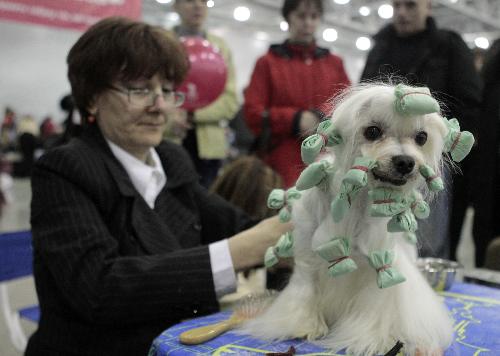 A Yorkshire terrier is taken care of before the show during Eurasia 2010 dogshow in Moscow March 28, 2010. [Xinhua/Reuters]