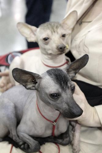 Standard Mexican Hairless dogs rest during the Eurasia 2010 dogshow in Moscow March 28, 2010. [Xinhua/Reuters] 