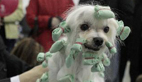 Dogshow held in Moscow