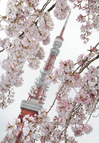 The Tokyo Tower is seen behind cherry blossoms in full bloom in downtown Tokyo. [Xinhua/AFP] 