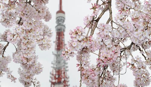 The Tokyo Tower is seen behind cherry blossoms in full bloom in downtown Tokyo. [Xinhua/AFP]