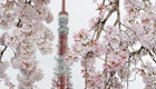 Cherry blossoms in full bloom in Tokyo