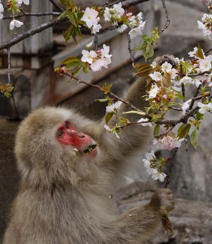 A macaque eats sakura at the Ueno Zoo in Tokyo, Japan, March 29, 2010. Sakura is one of macaques&apos; favorite foods, so staffs of Ueno Zoo plant sakura trees for them. [Xinhua/AFP]