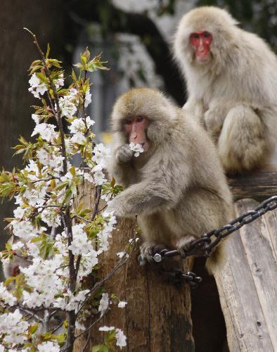 Two macaques eat sakura at the Ueno Zoo in Tokyo, Japan, March 29. [Xinhua/AFP]