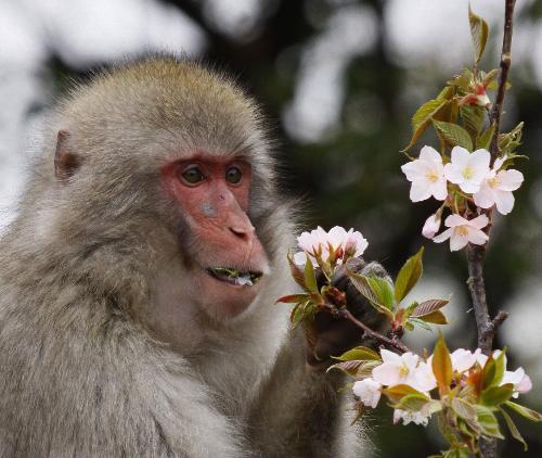 A macaque eats sakura at the Ueno Zoo in Tokyo, Japan, March 29. [Xinhua/AFP] 