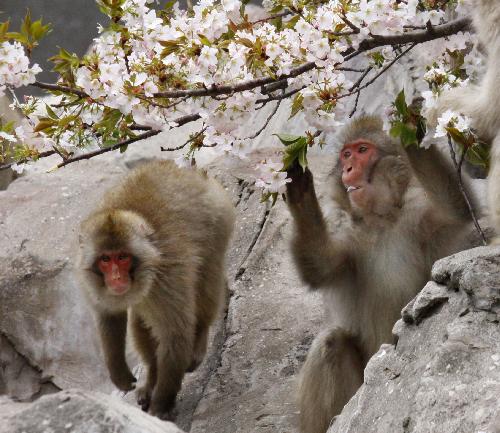 Macaques eat sakura at the Ueno Zoo in Tokyo, Japan, March 29. [Xinhua/AFP] 
