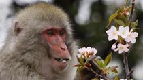 Macaques love sakura