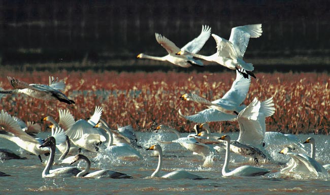 Swans fly over the Sanmenxia Reservoir in Sanmenxia City, central China&apos;s Henan Province, in this undated file photo. A large number of swans immigrate from Siberia to the wetland at the Sanmenxia Reservoir on the Yellow River, China&apos;s second longest river, to spend the winters since 1980s thanks to the improved environment. [Xinhua]