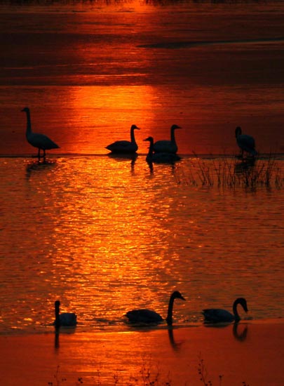 File photo shows swans in the wetland at the Sanmenxia Reservoir in Sanmenxia City, central China&apos;s Henan Province. [Xinhua] 