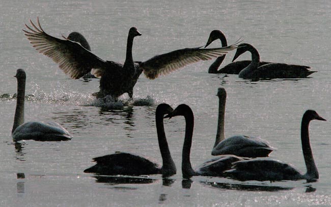 File photo shows swans in the wetland at the Sanmenxia Reservoir in Sanmenxia City, central China&apos;s Henan Province. [Xinhua] 