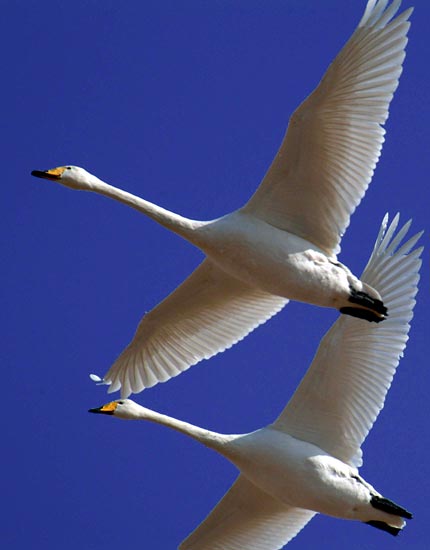 File photo shows swans on the Sanmenxia Reservoir in Sanmenxia City, central China&apos;s Henan Province.[Xinhua]