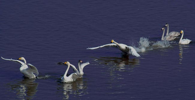 File photo shows swans in the wetland at the Sanmenxia Reservoir in Sanmenxia City, central China&apos;s Henan Province.[Xinhua]