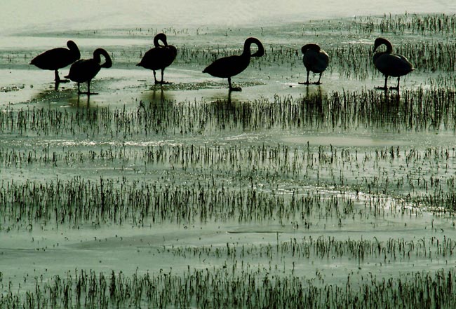 File photo shows swans in the wetland at the Sanmenxia Reservoir in Sanmenxia City, central China&apos;s Henan Province. [Xinhua]