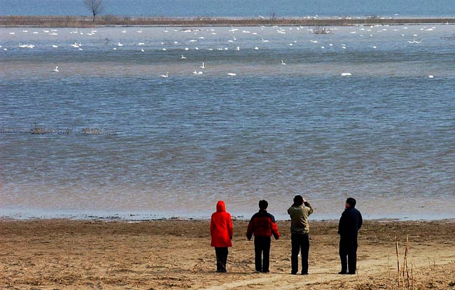 People view swans in the wetland at the Sanmenxia Reservoir in Sanmenxia City, central China&apos;s Henan Province, in this undated file photo. [Xinhua]