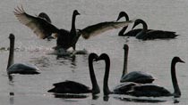 Elegant swans hover over Sanmenxia Reservoir