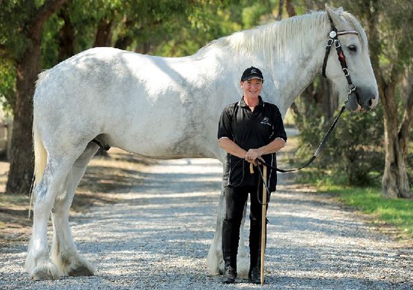 The world&apos;s tallest horse. [huanqiu.com]