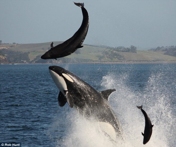 A female killer whale attacks a female dolphin, eventually tossing her into the air and snapping her back. The attack happened at a seaside beauty spot called Black Rocks, in the Bay of Islands, New Zealand. [CRI]