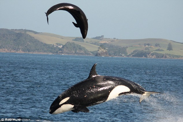 A female killer whale attacks a female dolphin, eventually tossing her into the air and snapping her back.The attack happened at a seaside beauty spot called Black Rocks, in the Bay of Islands, New Zealand. [CRI] 