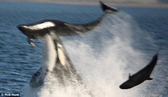A female killer whale attacks a female dolphin, eventually tossing her into the air and snapping her back.The attack happened at a seaside beauty spot called Black Rocks, in the Bay of Islands, New Zealand. [CRI]