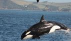 Brutal side of nature: killer whale attacks dolphin
