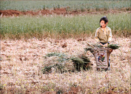 A girl in Panxian county, Guizhou province, picks up stalks of withered wheat that had been reaped by her parents on Sunday. [China Daily]