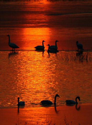 File photo shows swans on the Sanmenxia Reservoir in Sanmenxia City, central China&apos;s Henan Province. A large number of swans immigrate from Siberia to the wetland at the Sanmenxia Reservoir on the Yellow River, China&apos;s second longest river, to spend the winters since 1980s thanks to the improved environment. [Xinhua]