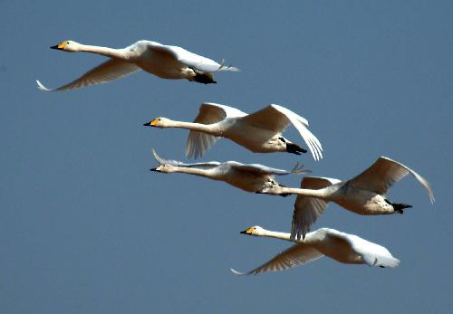 Swans fly over the Sanmenxia Reservoir in Sanmenxia City, central China&apos;s Henan Province, in this undated file photo.[Xinhua]