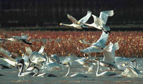 File photo shows swans in the wetland at the Sanmenxia Reservoir in Sanmenxia City, central China&apos;s Henan Province.[Xinhua]