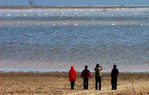 People view swans in the wetland at the Sanmenxia Reservoir in Sanmenxia City, central China&apos;s Henan Province, in this undated file photo.[Xinhua]