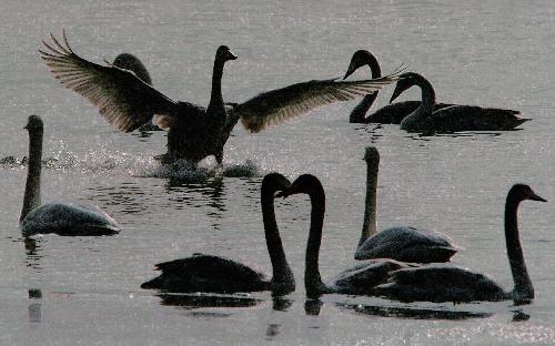 File photo shows swans in the wetland at the Sanmenxia Reservoir in Sanmenxia City, central China&apos;s Henan Province.[Xinhua]