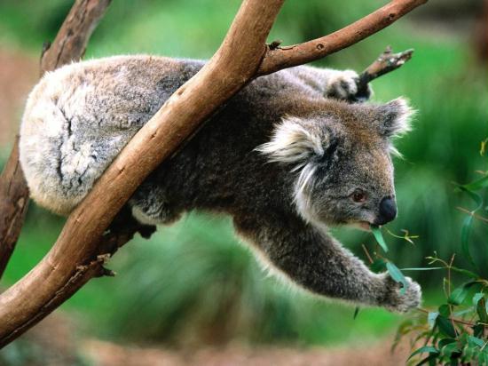 In Australia&apos;s New South Wales, a group of animals is at risk of losing their home with a new logging program soon to start. Local community and campaign groups are calling for the logging to be stopped.