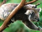 Deforestation threatens Koalas habitat