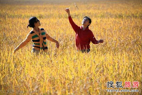 Squares of rice fields carpet the open land beside the lake, drawing groups of visitors in autumn when the fields turn golden.[Photo:travel.sohu.com]