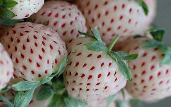 A new kind of fruit surnamed pineberry with a shape of strawberry and a taste of pineapple hit Britain stores Wednesday. [chinanews.cn]