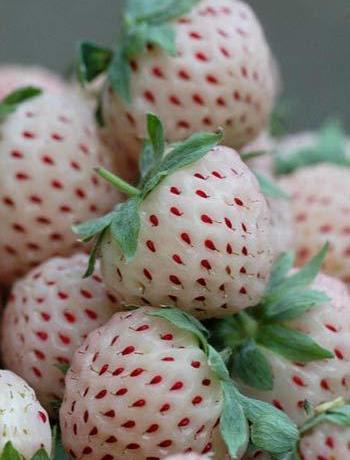 A new kind of fruit surnamed pineberry with a shape of strawberry and a taste of pineapple hit Britain stores Wednesday. [chinanews.cn]