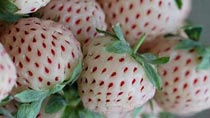 Freaky white 'strawberry' on UK supermarket shelves
