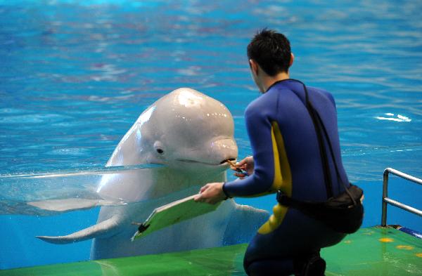 Photo taken on March 31, 2010, shows a dolphin named Xiaoqiang paint under the instructions of its tamer in an aquatic park in Qingdao, east China&apos;s Shandong Province. [Xinhua/Reuters]